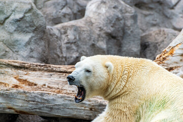 polar bear ursus maritimus howling
