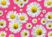 Group Of Cheerful Daisies On A Bright Pink Background