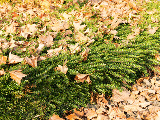 Background group autumn yellow leaves, selective focus, as a background for your project.