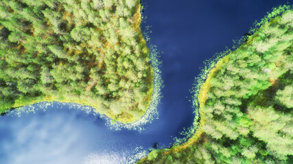 Wall Mural - Top down view of beautiful blue lake and green forest on a sunny summer day in Finland. Drone photography.