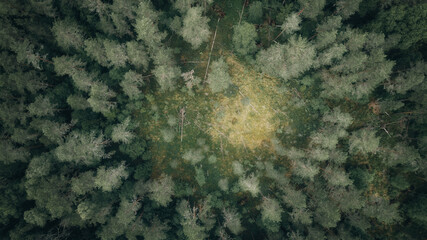 Wall Mural - Top down ariel view of dark forest in sweden on a cloudy day. Drone photography. 