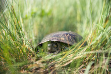 Swamp Turtle In Green Grass. Selective Focus.