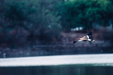 A Black and white beautiful bird caught in action