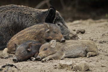 wild boar pigs
