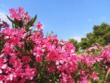 Natural Background With Pink Oleander Blossoms Against Blue Sky