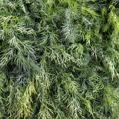 Close-up of fresh green dill leaves. Botany background and texture. Space for text.