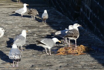 Sticker - seagulls on the beach