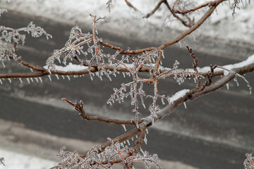 frozen tree branch with icy glazing