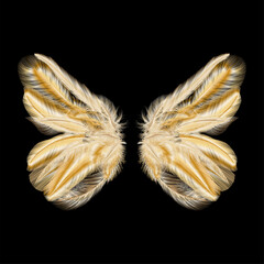 Butterfly wings with feathers. Modern  abstract art Golden Feather. Vector illustration.