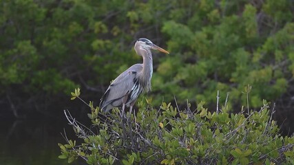 Wall Mural - Great Blue heron in Florida marsh