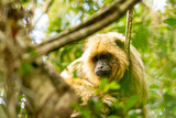 Fototapeta Zwierzęta - Female of howler caraya monkey on a branch in a forest in Ibera Wetlands