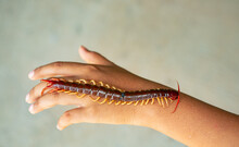 The Centipede Is A Poisonous Animal, It Is In The Hand