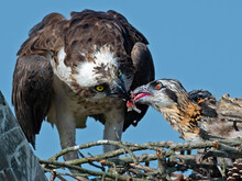 Osprey Feeding Young Chicks 