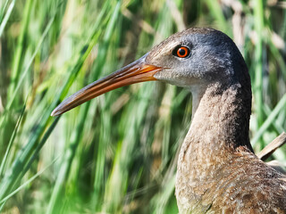 Wall Mural - A Close-up of a Clapper Rail