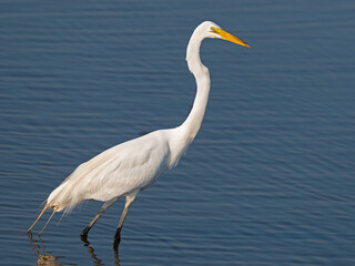 Wall Mural - Great Egret Walking in the Marsh