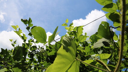 Wall Mural - green leaves and blue sky