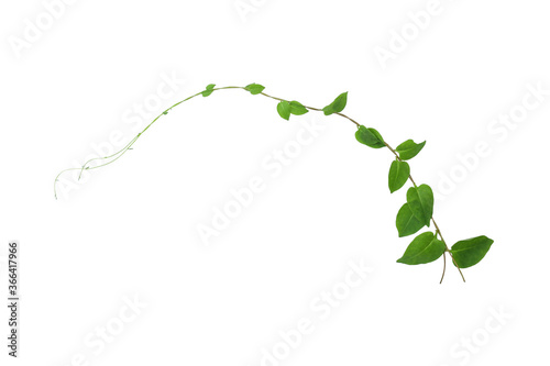 Heart shaped green leaves climbing vines ivy of cowslip creeper (Telosma cordata) the creeper forest plant growing in wild isolated on white background, clipping path included Poster Mural XXL