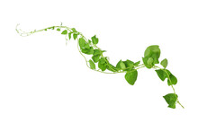 Heart Shaped Green Leaves Climbing Vines Ivy Of Cowslip Creeper (Telosma Cordata) The Creeper Forest Plant Growing In Wild Isolated On White Background, Clipping Path Included.