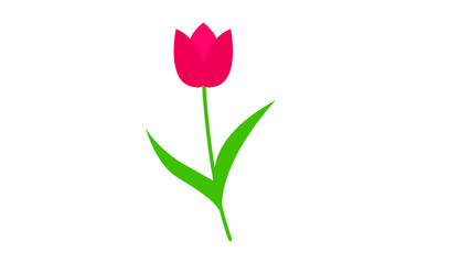 Wall Mural - Beautiful tulips bouquet isolated on white background