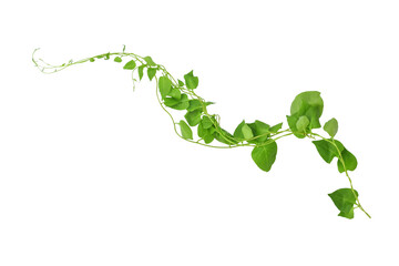 Heart shaped green leaves climbing vines ivy of cowslip creeper (Telosma cordata) the creeper forest plant growing in wild isolated on white background, clipping path included.