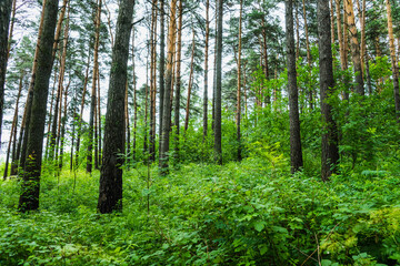 Beautiful place in deep of wild summer forest
