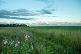Fototapeta  - Agricultural Landscape Of Road And Dramatic Clouds In Evening In Summer.