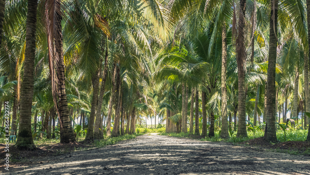 Calmness and shady in greenery coconut grove - obrazy, fototapety, plakaty 