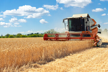 Scenic front view Big powerful industrial combine harvester machine reaping golden ripe wheat cereal field on bright summer or autumn day. Agricultural yellow field machinery landscape background