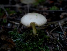 Green Mushroom With Bite Marks
