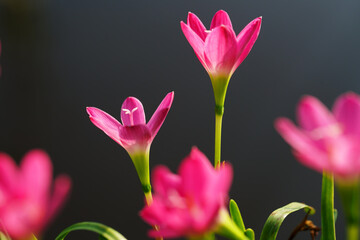 Wall Mural - close up of beautiful pink rain lily flower