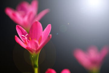 Wall Mural - pink rain lily flower