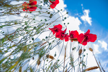 Sticker - Creative close up shot of poppies with the sky on background