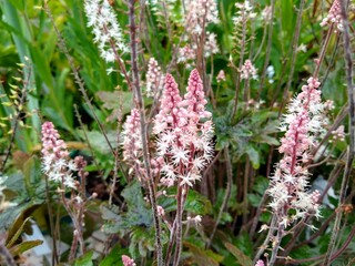 Tiarella 'Pink Skyrocket'