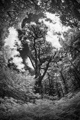 Poster - Infrared woodland in black and white 