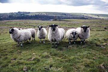 Wall Mural - Inquisitive sheep