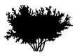 © robu_s - Silhouette bush with leaves isolated on white background. Lush wide bush several thick branches wide crown. Decorative vegetation of a city park or garden, forest plant outlines vector illustration