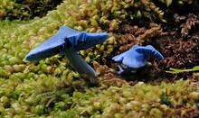 Closeup Shot Of Blue Entoloma Hochstetteri Mushrooms