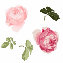 Pink Rose Isolated. Set For Floral Design Element Of A Greeting, Wedding Or Invitation Card. Bouquet Of Decorative Garden Flower. 