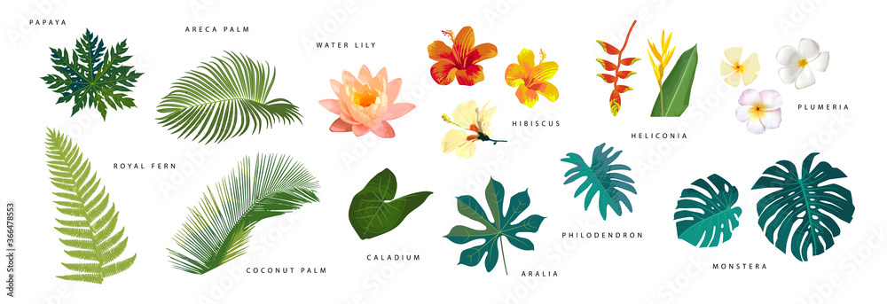 Set of vector realistic tropical leaves and flowers with names isolated on white background. Artistic botanical illustration - obrazy, fototapety, plakaty 