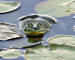 Frog photo stock. Frog sitting on a water lily leaf in the water displaying green body, head, legs, eye in its environment, looking at the camera with a funny  face. Image. Picture. Portrait.