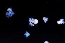 Closeup Shot Of A Glowing Tiny Jellyfish In A Black Background