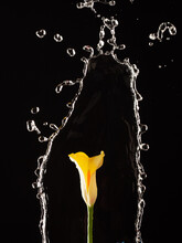 One Yellow Calla Lily Under A Stream Of Water On A Black Background