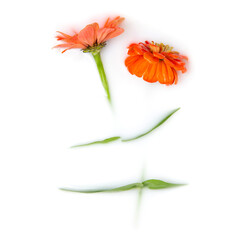 Two Orange marigolds in a milk bath. Conceptual photography: purity; tenderness. Greeting card. Copy space; flat lay.