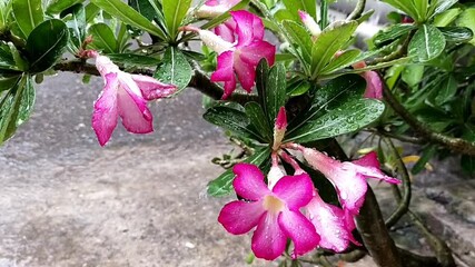 Wall Mural - 
Pink flowers bloom in the rainy season