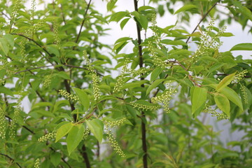 Wall Mural - 
Bird cherry blossom buds will bloom on tree branches soon