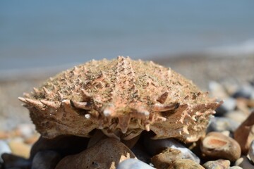 Selective focus shot of a sea crab on pebbles at the beach