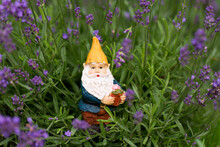 Selective Focus Horizontal Portrait Of Cute Miniature Garden Gnome In Blooming Purple English Lavender 