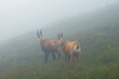 Mountains goats in the fog