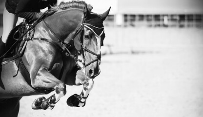 Wall Mural - A black-and-white image of a beautiful strong racehorse with a rider in the saddle, who jumps over a high barrier at a show jumping competition..