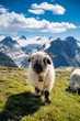 Valais Blacknose sheep of the Valais Alps